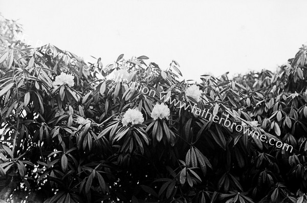 RHODODENDRONS AT CLIFTON CONVENT